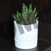 Pot plant